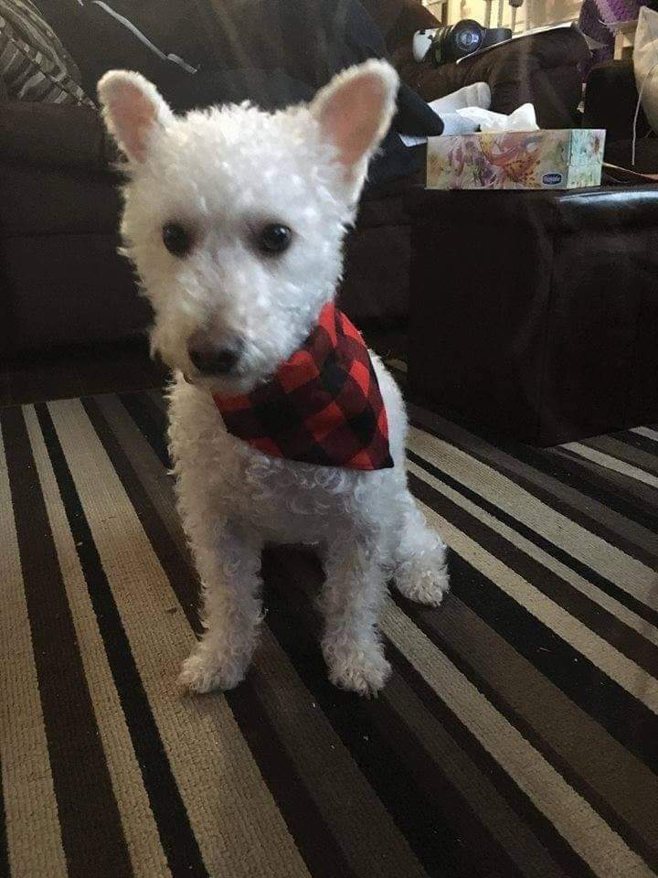 Red buffalo plaid/ black dog bandanas-Design Blanks